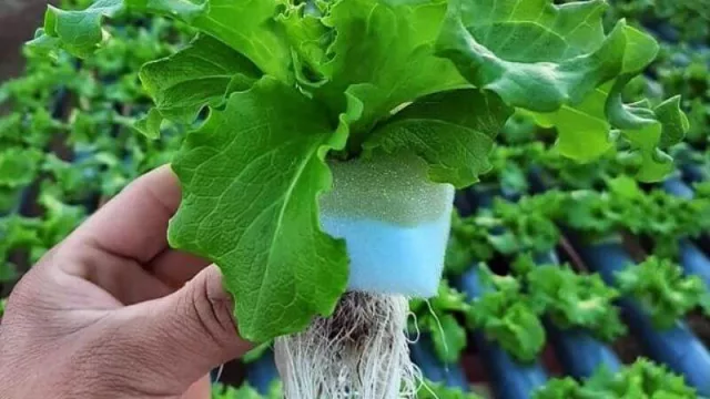 Vivero “Don Domingo”: la respuesta de tres emprendedores (hacen cultivo hidropónico de hortalizas) ante la pandemia