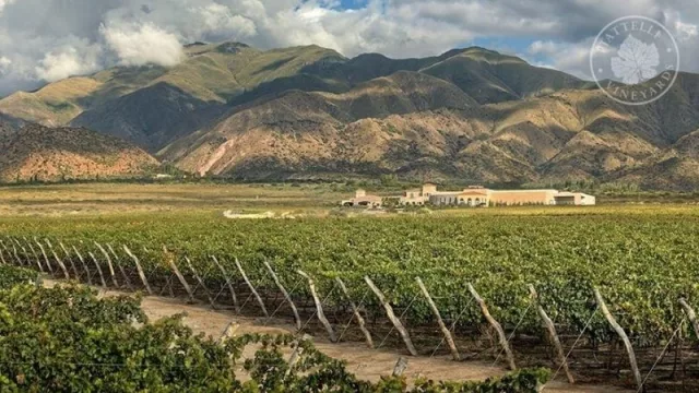 Bodegas de Salta: “En un contexto de incertidumbre, las máquinas siguen funcionando”  