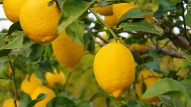 ¿Cuáles son los problemas comunes en la industria del citrus y cómo enfrentarlos? 