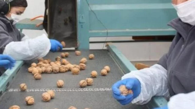 Exportaciones de nueces de Neuquén y Río Negro pueden crecer 20 por ciento este año (y el mercado interno tiene “buena demanda”)