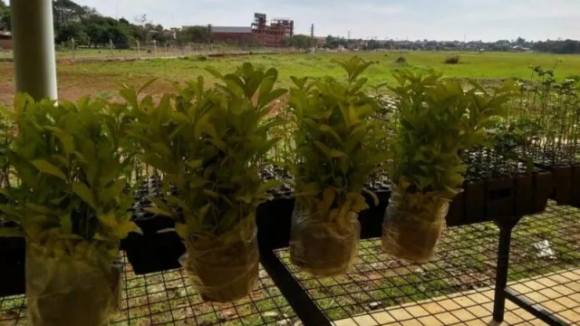 El Yerbal Urbano más grande del Mundo en la ciudad de Posadas en plena construcción 