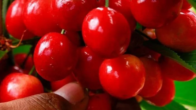 Este año el “Cherry Day” será virtual (Neuquén tuvo una temporada récord este año)