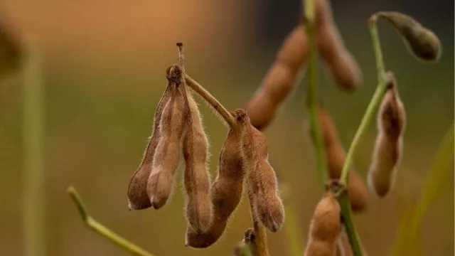 NK presenta nuevas variedades para rendimiento y estabilidad en la región NEA
