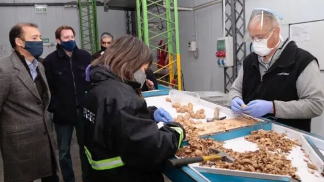 Neuquén exporta 20 toneladas de nueces a Europa (los frutos secos como alternativa productiva regional)