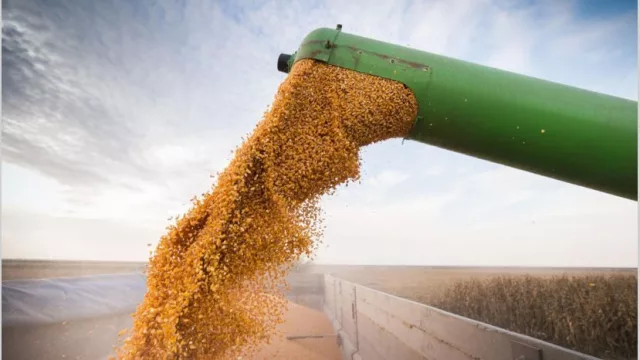 Caída de 19% en liquidación del agro le pone presión al dólar oficial