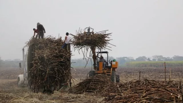 Zafra 2020 en pandemia: cambios, protocolos sanitarios y las expectativas productivas 