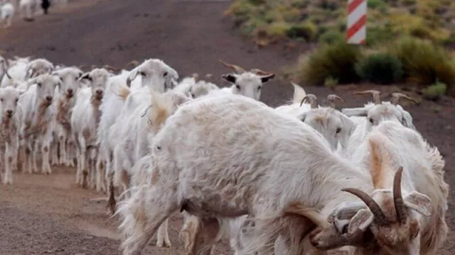 Chivito neuquino: canal comercial “corto” para llegar al Mercado Concentrador, supermercados y carnicerías