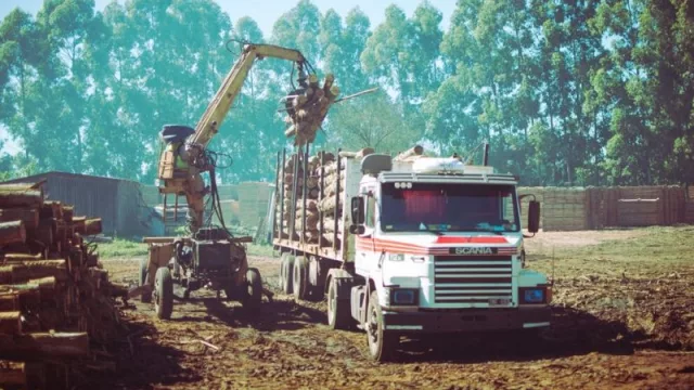 Relevamiento de la situación del sector forestoindustrial en la provincia de Corrientes