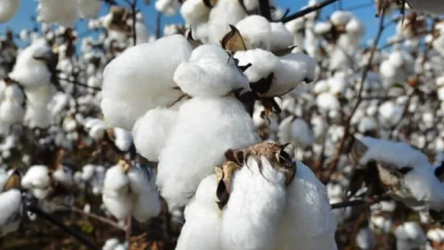 Chaco, Santa Fe y Santiago del Estero, coordinan apoyo a productores de algodón