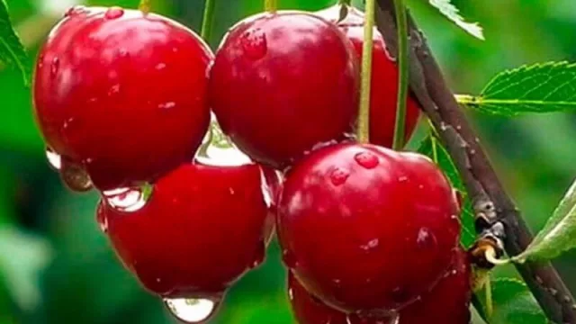 Cerezas a China: Neuquén se ilusiona con certificar sus “envíos” (partieron 900 toneladas directas vía marítima)