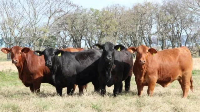 JetSmart busca operar en la ciudad de Corrientes (reunión de trabajo en Casa Iberá)