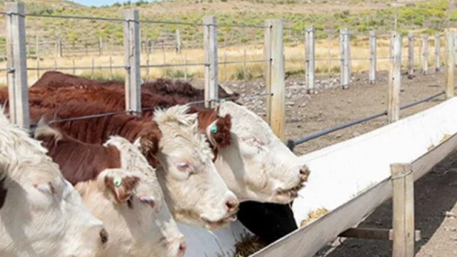 En Junín de los Andes “califican” para potenciar al sector ganadero (incentivos millonarios para la producción rural)