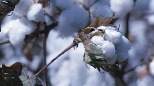 Buscan la certificación de la fibra del algodón chaqueño (la puerta a nuevos mercados)