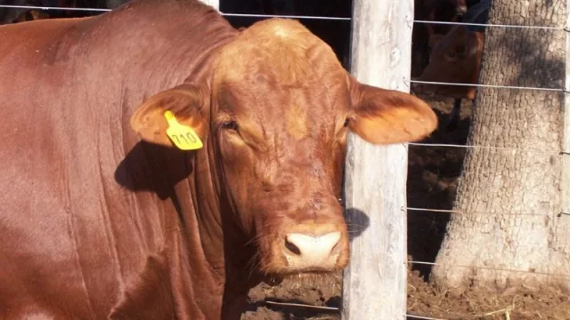 El stock bovino de Salta creció 30% en tres años y ya superó las 1,5 millones de cabezas