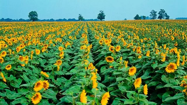 El girasol, un cultivo en peligro por la caída del precio 