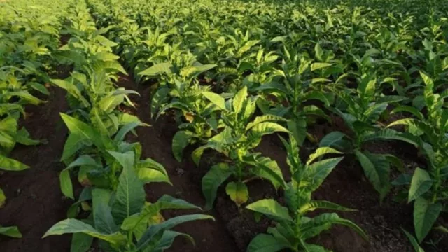 ¡Pagos antes de navidad! En Jujuy el sector tabacalero recibirá $ 54 millones