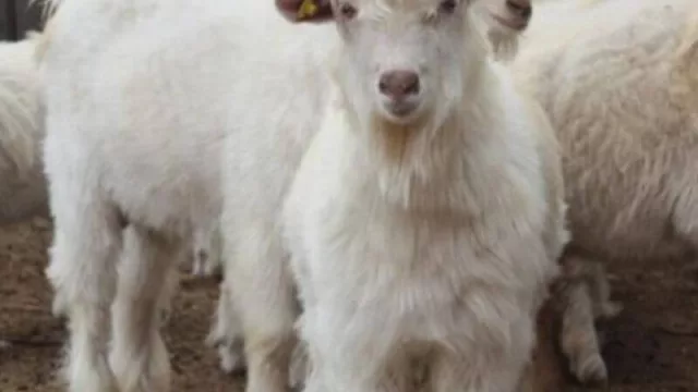 Se instrumenta un plan de incentivo para los productores de la fibra “premium” cashmere