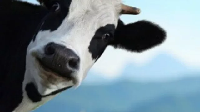 Datos del campo (para gente de ciudad): hay más argentinos que vacas, la siembra ocupa sólo 20% y 69% es explotada por dueños