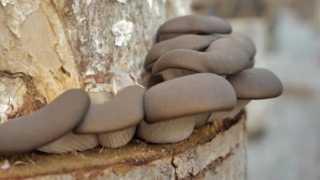 Capacitaciones de iniciación y actualización en actividades productivas y de agregado de valor