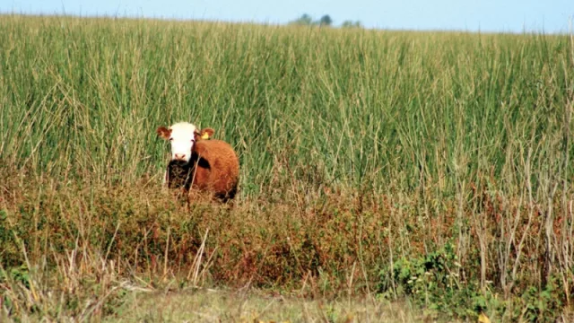 Preocupación de Prograno: aseguran que el campo salteño está “paralizado”