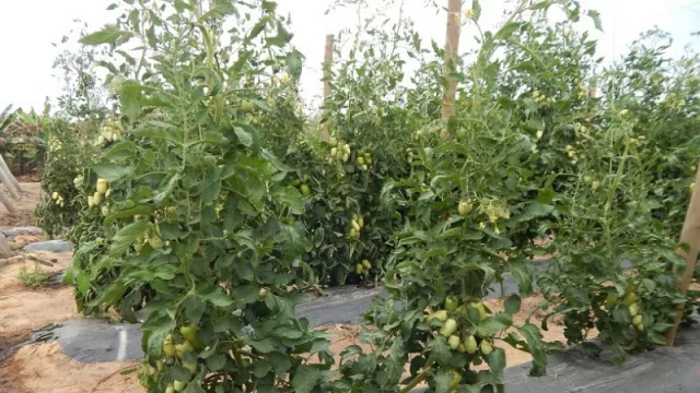 Injertos en el cultivo de tomates: la producción podría rendir hasta un 58 % más