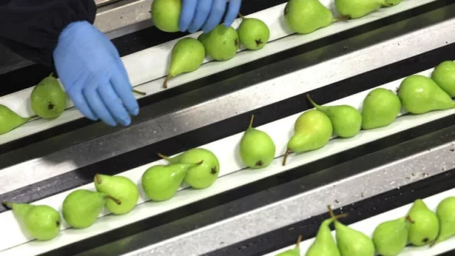 ¿China nos come? Exportaron las primeras peras del Alto Valle al gigante asiático