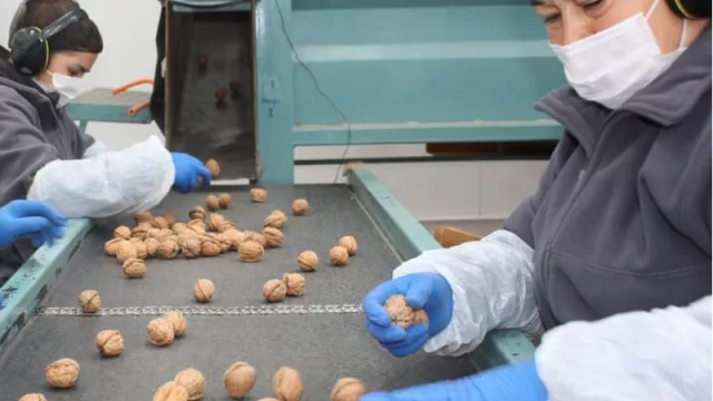 Por primera vez, se exportó un cargamento con nueces producidas en Neuquén (e Italia las recibió con los brazos abiertos)