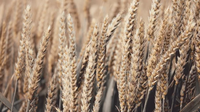 Trigo: con 350.000 hectáreas cultivadas esperan producir más de 1,3 millones de toneladas