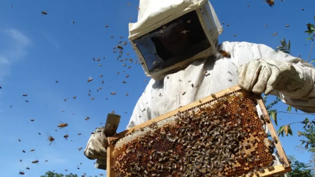 En Uruguay la soja lleva a la apicultura a la ruina 