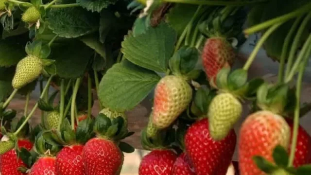 La producción de frutillas, una actividad poco convencional que no para de crecer 