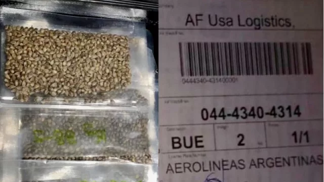 Llegaron las semillas de cannabis, y comienza el proceso productivo para la medicina 