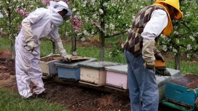 BeeFlow, Casafe y Brometan se juntarán en las primeras jornadas patagónicas de polinización