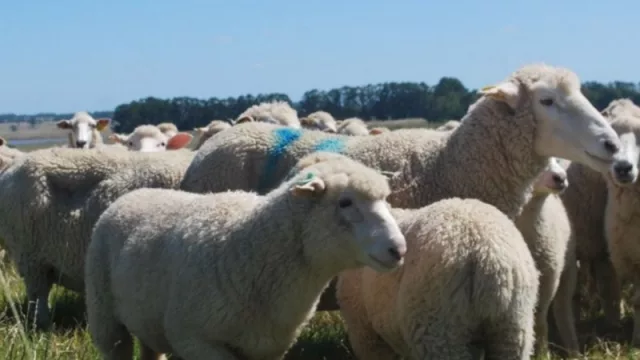 ¡Al balar de las ovejas! Neuquén, Río Negro y Chubut coordinan la venta conjunta de su lana mohair