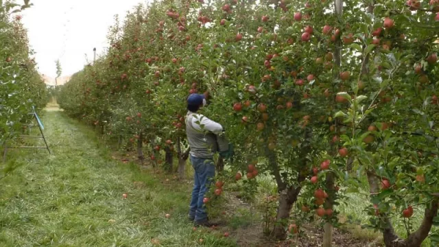 La región frutícola en alerta: las exportaciones tuvieron una caída interanual del orden del 22,5%