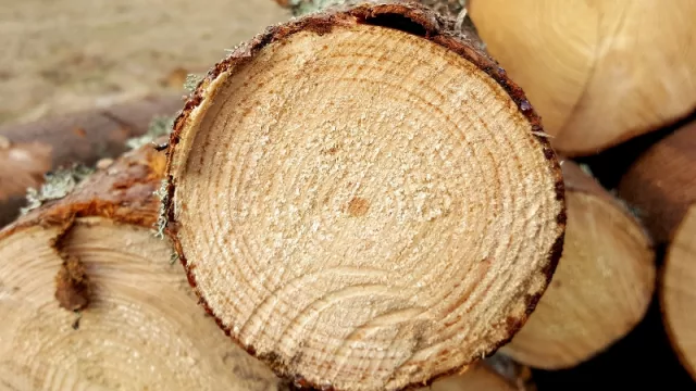 Capitales europeos invertirán US$ 250 M para la apertura de un aserradero correntino