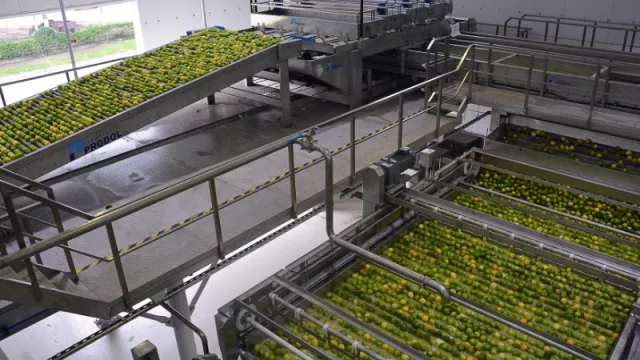 Ledesma sigue apostando: más territorio para los cítricos en Jujuy