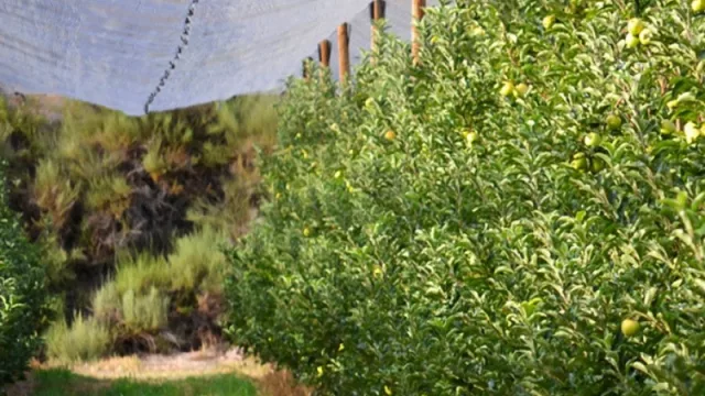 Prorrogaron por 10 años los beneficios de la ley de malla antigranizo