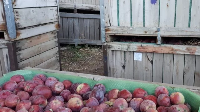 Reabrió el mercado de manzanas y peras con Brasil, pero la salida de fruta es lenta