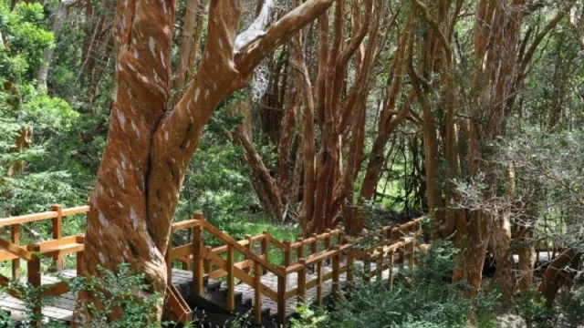 El Volcán Lanín y el Parque Nacional Arrayanes pueden ser una de las 7 Maravillas Naturales de Argentina (por qué tu voto cambia a estos lugares)