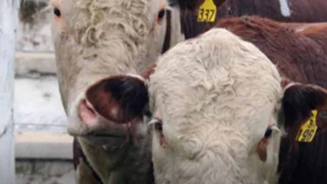 Neuquén, Río Negro y Carmen de Patagones exportan bovinos en pie a Chile