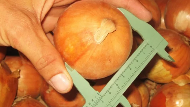 La cotización de la cebolla incentiva su cultivo en Neuquén (potencial conexión a Brasil)