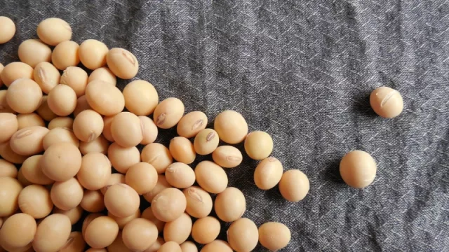 Exportaciones de soja crecen ante panorama complejo