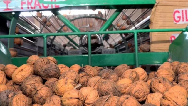 Programa "Frutos Secos" de Neuquén busca alternativas de exportación (inversiones iniciales que superan los dos millones de pesos)