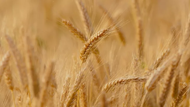 El trigo moverá una gran cantidad de divisas este año en Paraguay