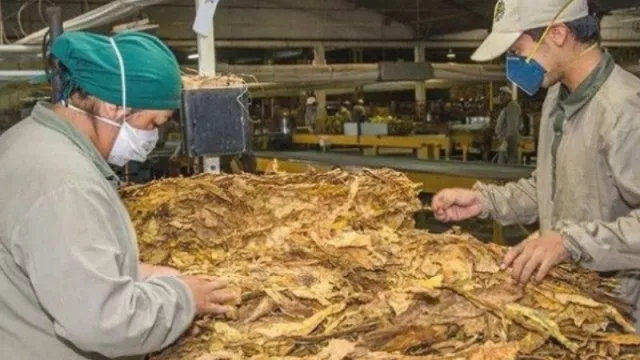 La habilitación para exportar tabaco a China beneficiará a 1.500 productores tucumanos