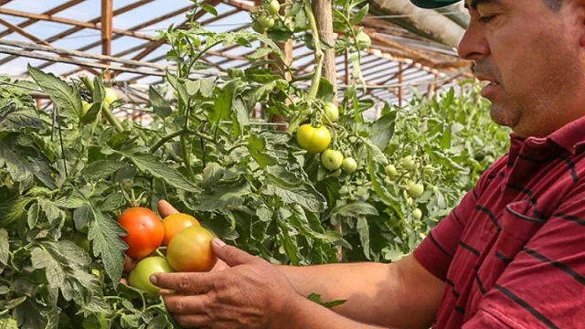 Desde el Mercado Concentrador neuquino proyectan la venta de tomate a otras provincias