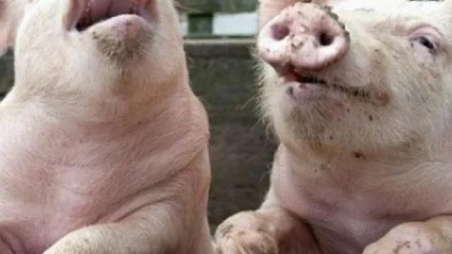 En Neuquén la producción de porcinos comienzan a “mejorar” genéticamente  