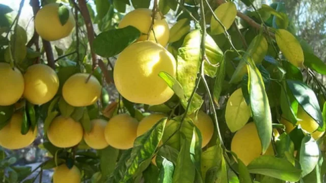 La otra cara de la crisis: se invertirán más de US$ 3 M en el sector citrícola misionero