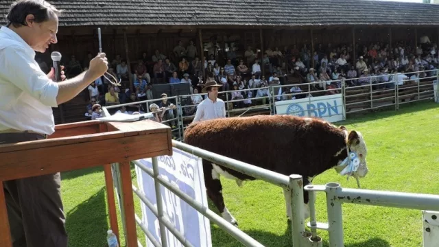 Nueva Exposición de Bovinos de Neuquén en Junín de los Andes