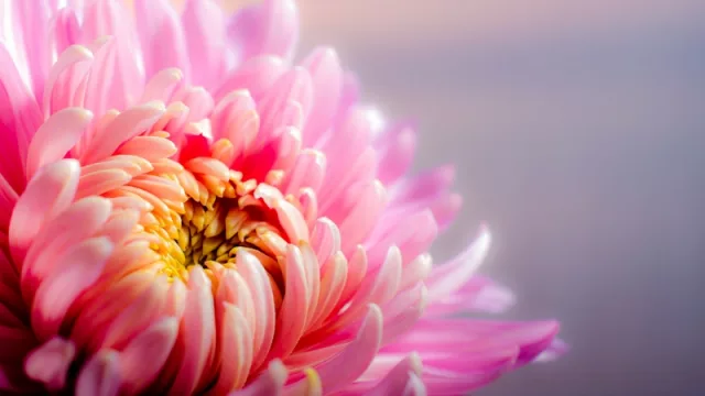 El negocio de las flores crece lentamente en Paraguay